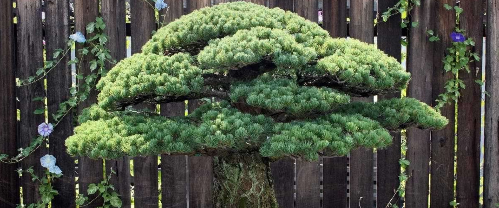 The Fascinating World of Ficus Bonsai Trees