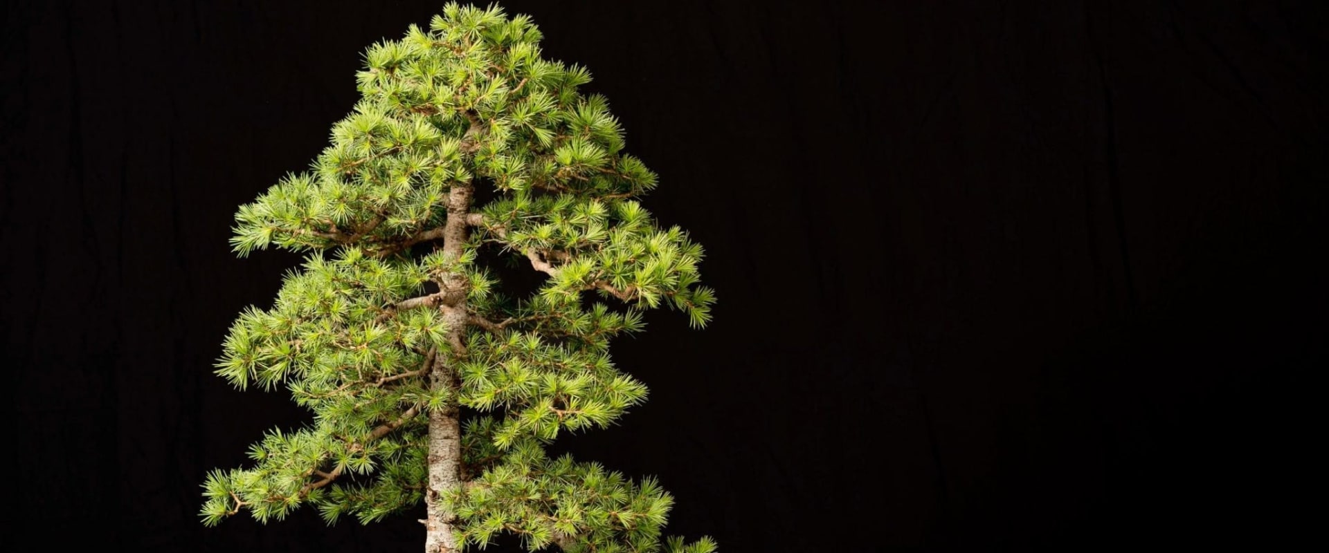 Cedar Bonsai Trees - An Overview