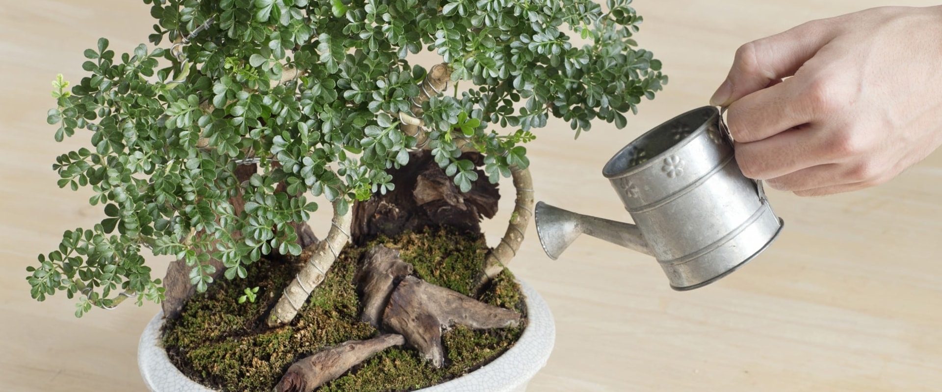 Water Requirements for Bonsai Trees: How Much and How Often