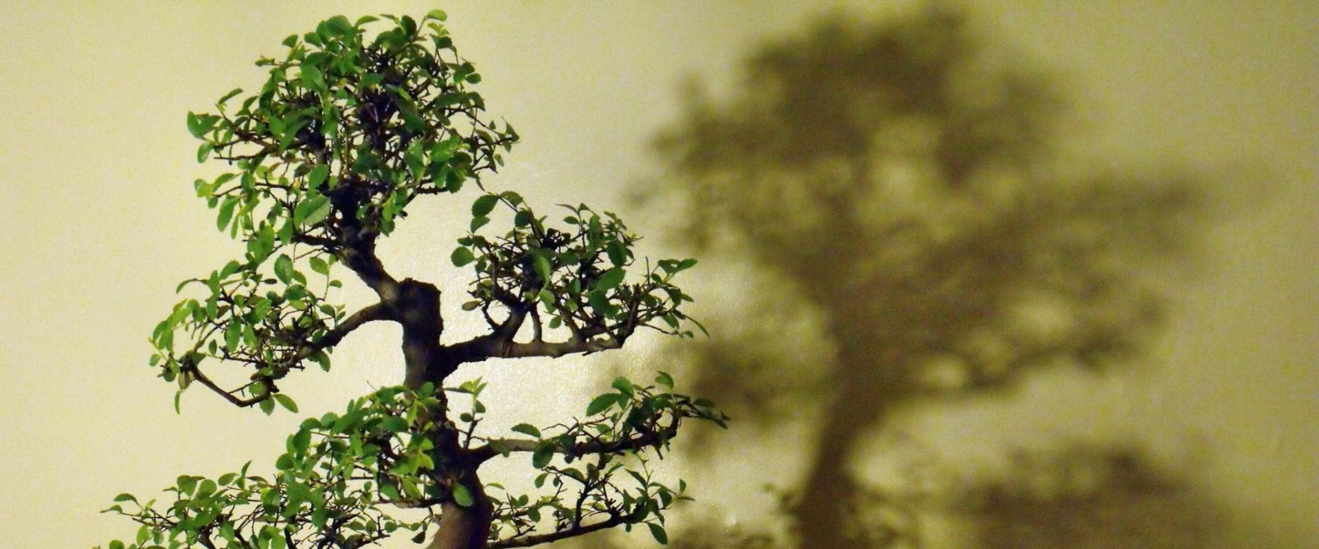 Elm Bonsai Trees: A Guide to Care and Cultivation