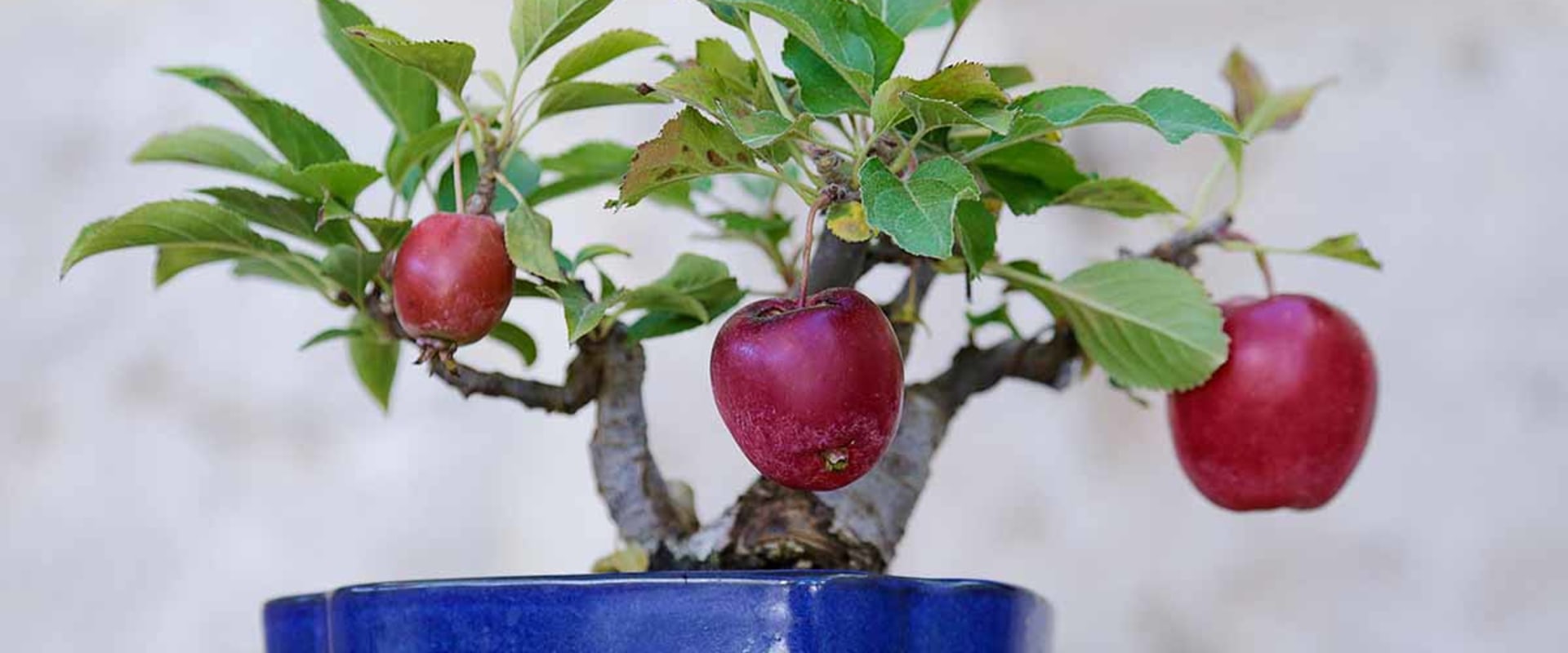 Apple Bonsai Trees: Everything You Need to Know