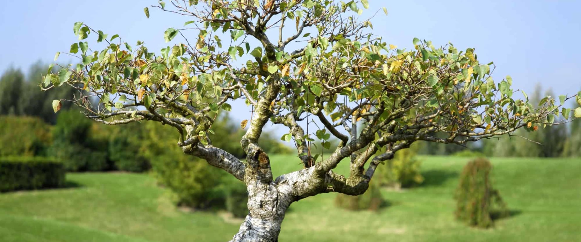 Birch Bonsai Trees: Everything You Need to Know