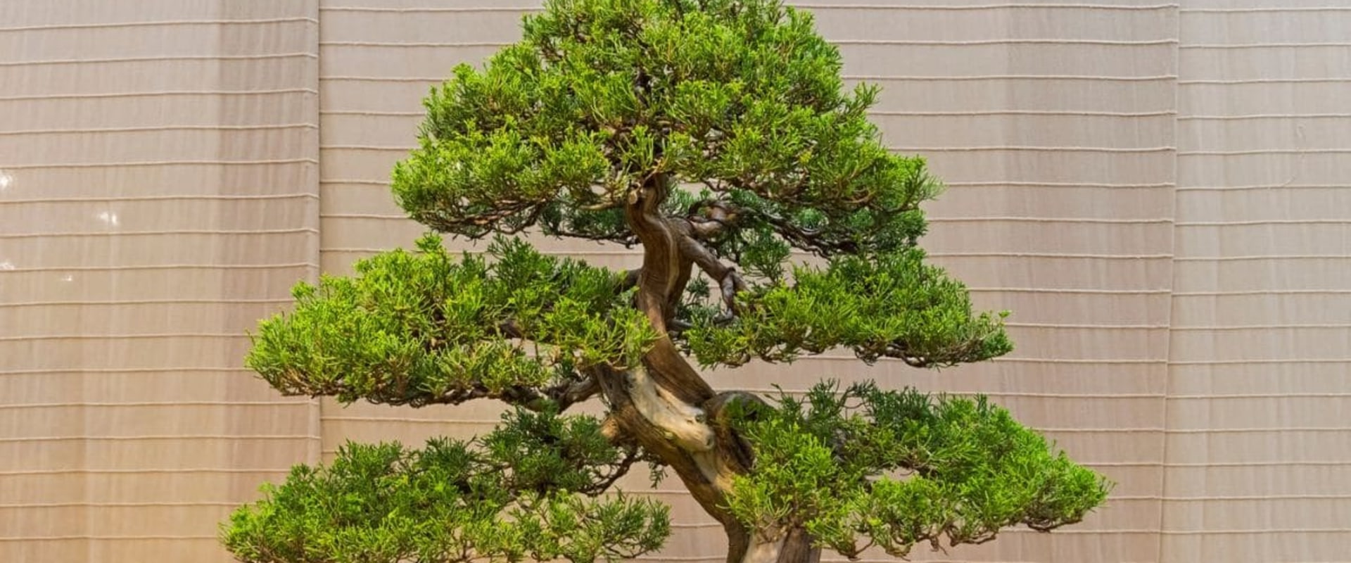 Juniper Bonsai Trees: Everything You Need to Know