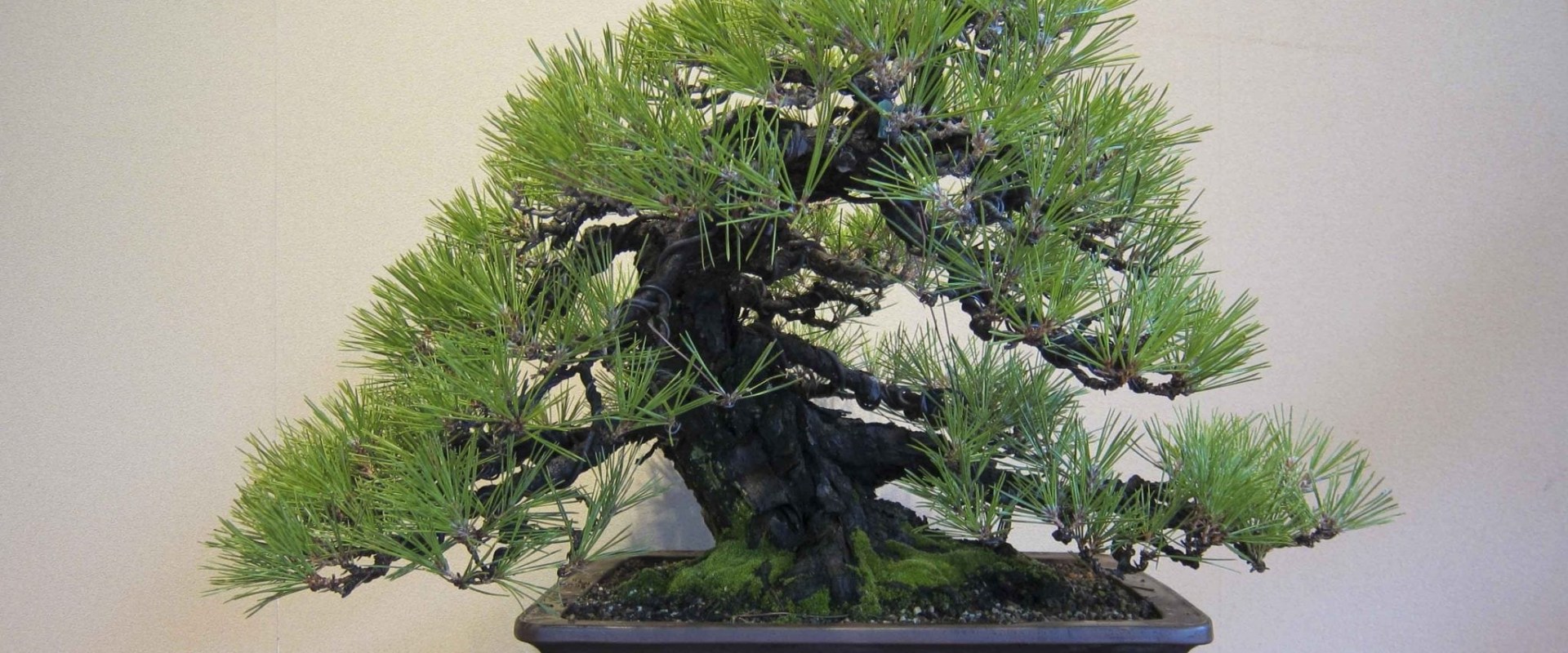 Everything You Need to Know About Pine Bonsai Trees