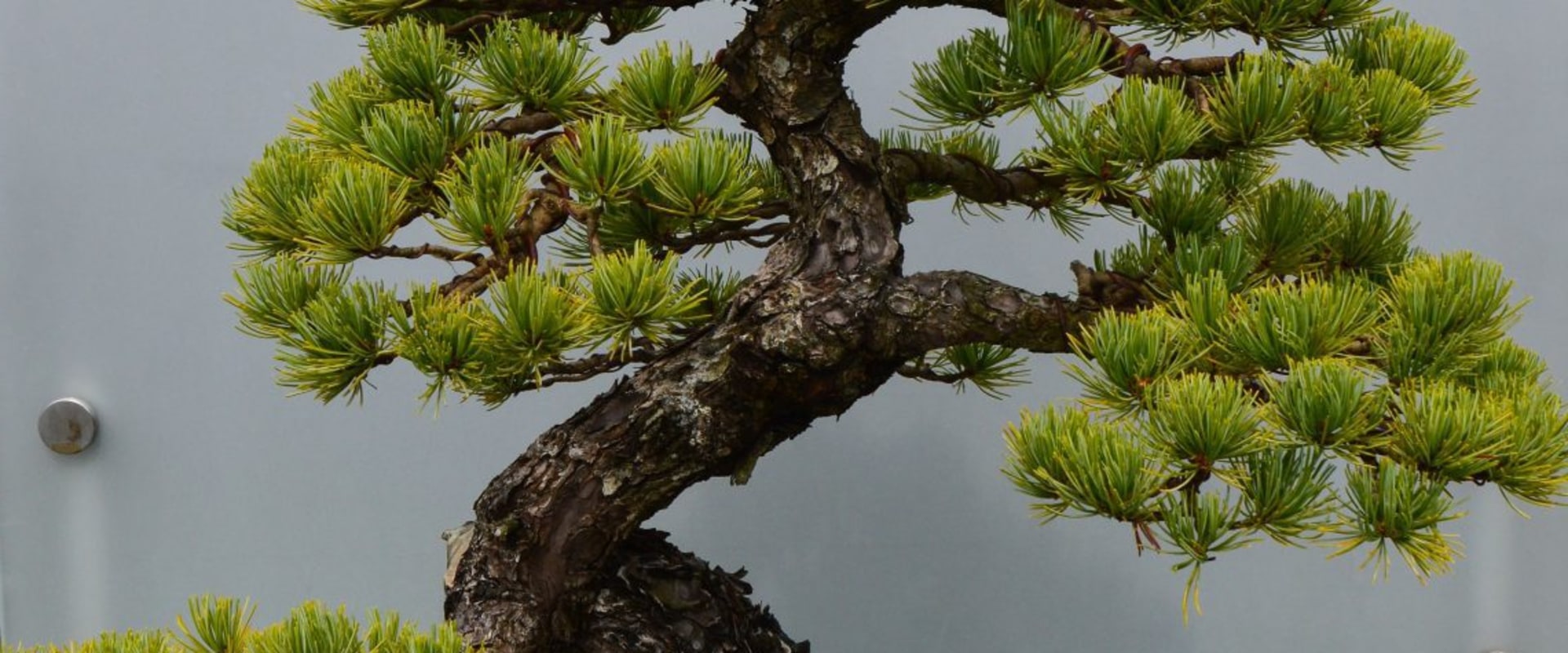 Serissa Bonsai Trees - An Introduction to an Exotic Tropical Tree