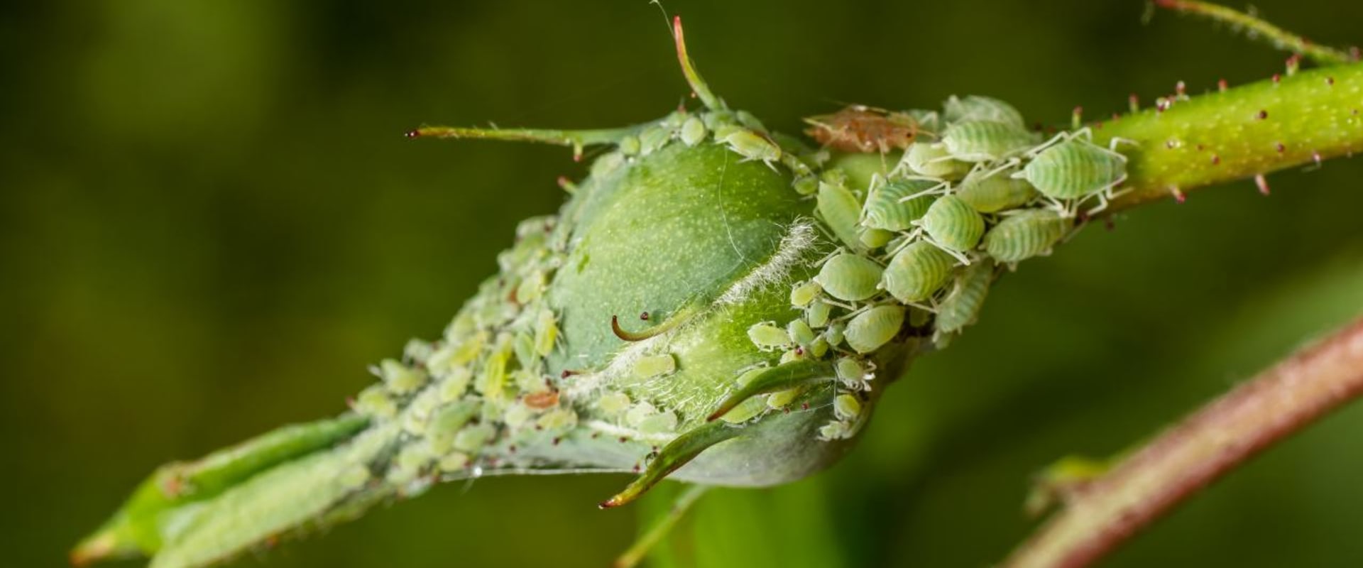 A Comprehensive Look at Aphids and Whiteflies