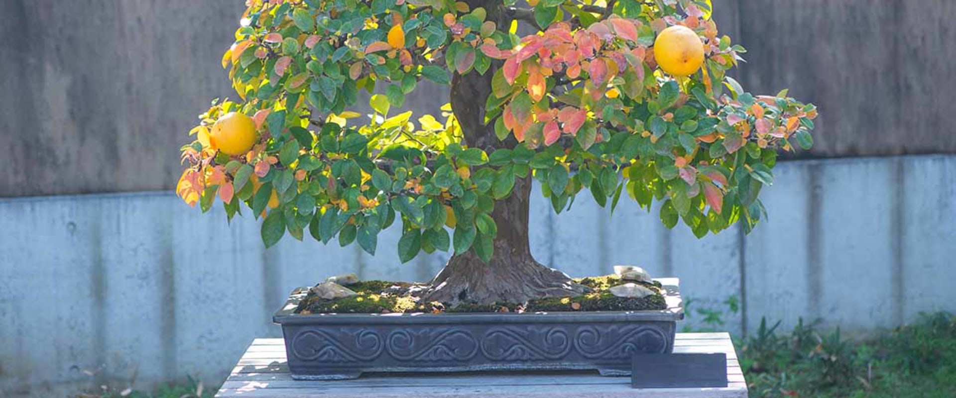 Citrus Bonsai Trees: An Introduction