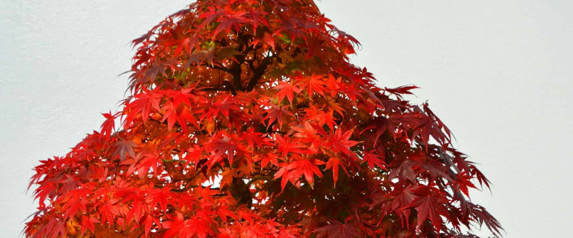 Maple Bonsai Trees: Everything You Need to Know