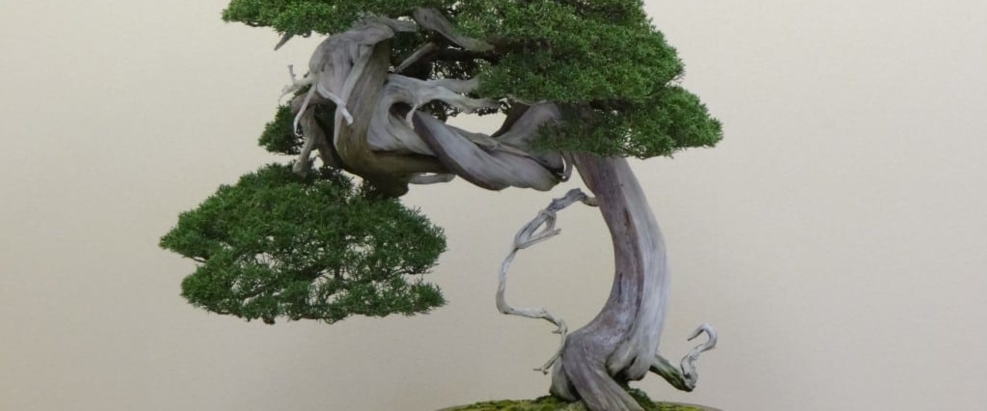 Types of Fertilizers for Bonsai Tree Care