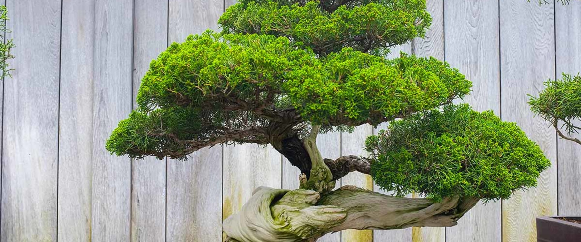 Proper Pruning and Growing Techniques for Bonsai Trees