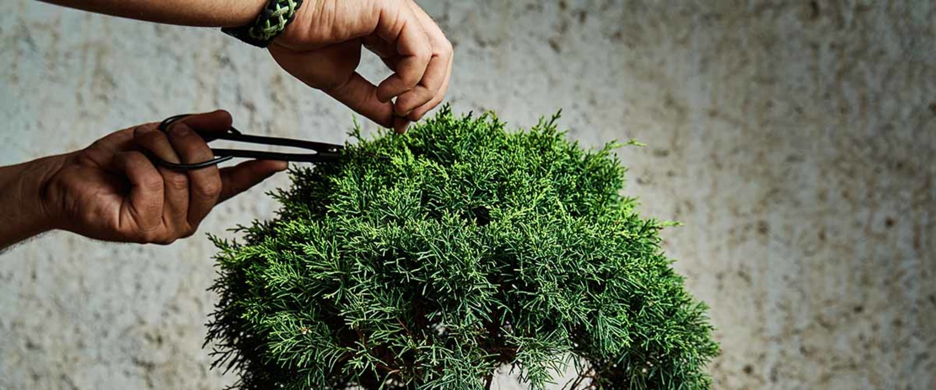 A Comprehensive Overview of Fertilizing Techniques for Bonsai Trees