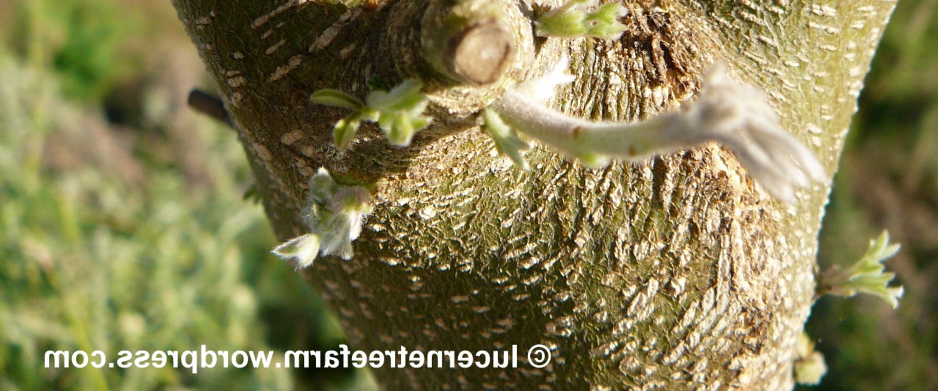 Pruning Timing: A Comprehensive Overview