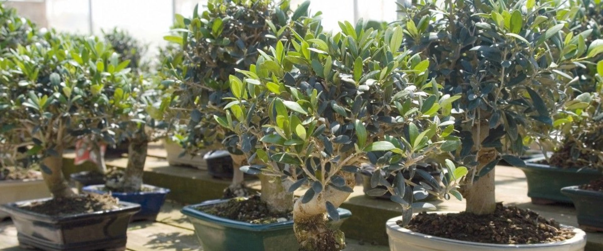 Olive Bonsai Trees: Everything You Need to Know