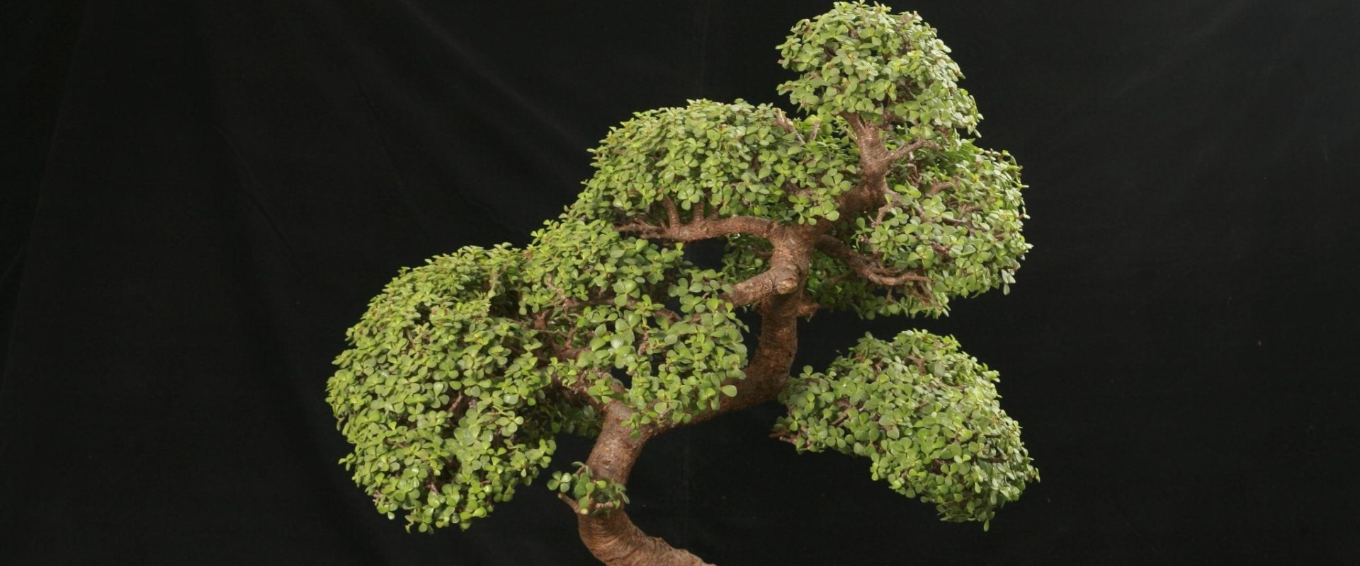 Everything You Need to Know About Jade Bonsai Trees