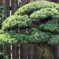 The Fascinating World of Ficus Bonsai Trees