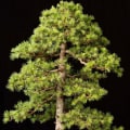 Cedar Bonsai Trees - An Overview