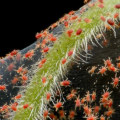 Everything You Need to Know About Spider Mites