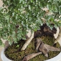 Water Requirements for Bonsai Trees: How Much and How Often