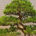 Juniper Bonsai Trees: Everything You Need to Know