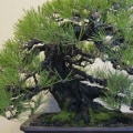 Everything You Need to Know About Pine Bonsai Trees