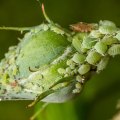 A Comprehensive Look at Aphids and Whiteflies