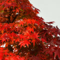 Maple Bonsai Trees: Everything You Need to Know