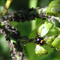 Mealybugs and Scale Insects: A Comprehensive Overview