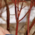 Pruning Techniques - A Comprehensive Overview