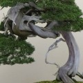 Types of Fertilizers for Bonsai Tree Care