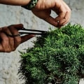A Comprehensive Overview of Fertilizing Techniques for Bonsai Trees