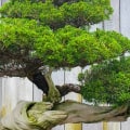 A Comprehensive Overview of Different Shaping Styles for Bonsai Trees