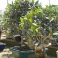 Olive Bonsai Trees: Everything You Need to Know
