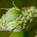 Aphids and Whiteflies: Everything You Need to Know