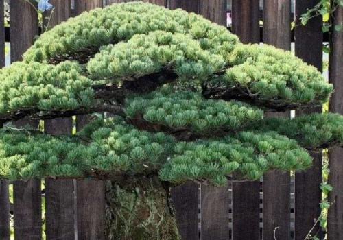 The Fascinating World of Ficus Bonsai Trees