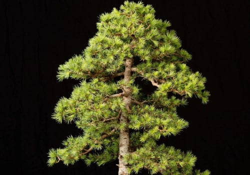 Cedar Bonsai Trees - An Overview