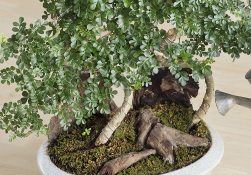Water Requirements for Bonsai Trees: How Much and How Often