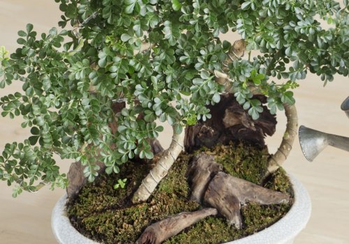 Water Requirements for Bonsai Trees: How Much and How Often