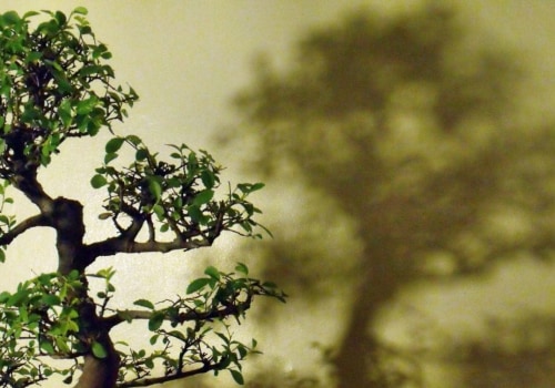 Elm Bonsai Trees: A Guide to Care and Cultivation
