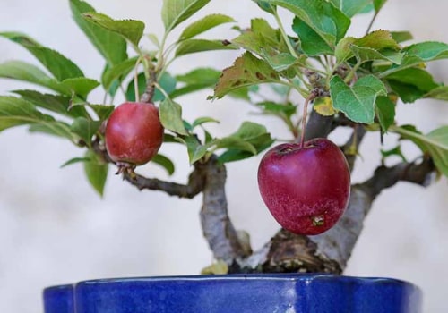 Apple Bonsai Trees: Everything You Need to Know