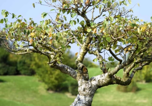 Birch Bonsai Trees: Everything You Need to Know