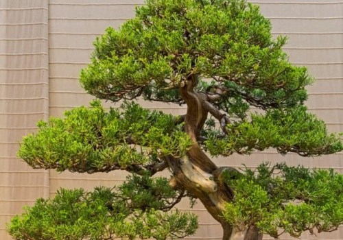 Juniper Bonsai Trees: Everything You Need to Know