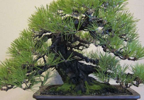 Everything You Need to Know About Pine Bonsai Trees