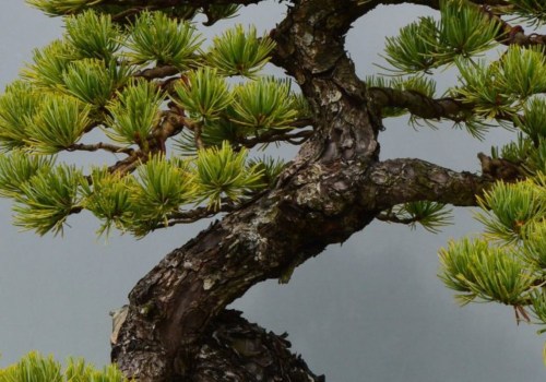 Serissa Bonsai Trees - An Introduction to an Exotic Tropical Tree