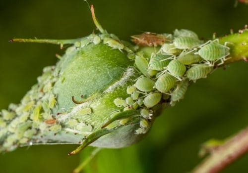 A Comprehensive Look at Aphids and Whiteflies
