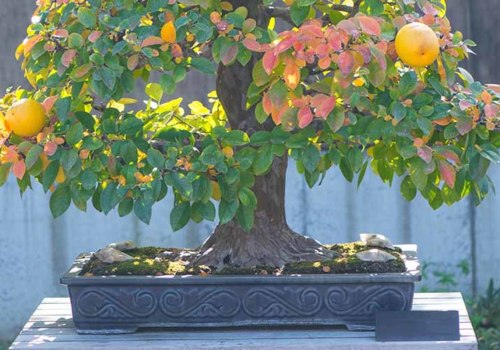 Citrus Bonsai Trees: An Introduction