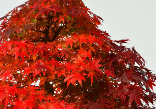 Maple Bonsai Trees: Everything You Need to Know