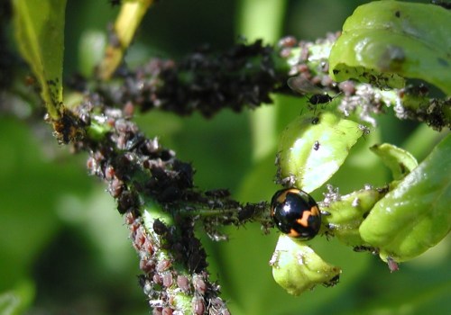 Mealybugs and Scale Insects: A Comprehensive Overview