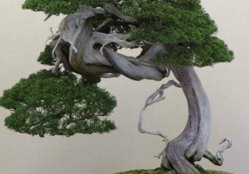 Types of Fertilizers for Bonsai Tree Care