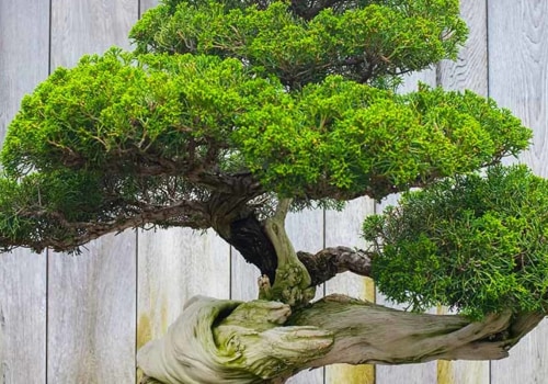 A Comprehensive Overview of Different Shaping Styles for Bonsai Trees