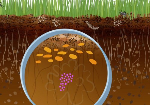 Everything You Need to Know About Soil Types
